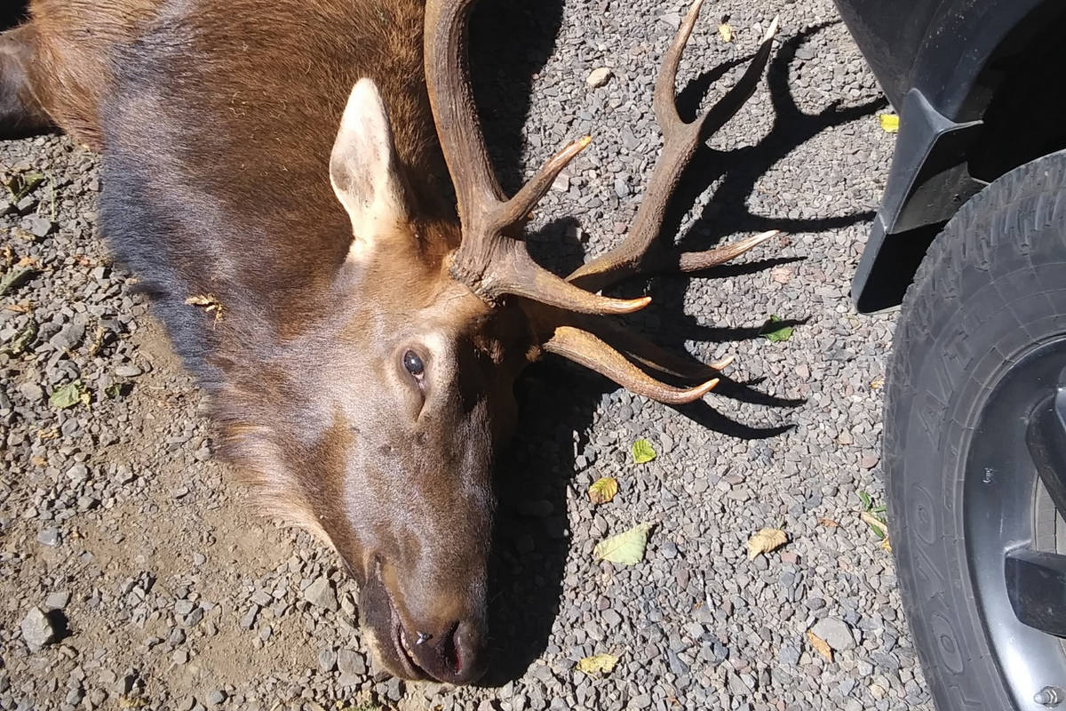 An Oregon bowhunter was killed by this 5-point bull elk when it gored the man in the neck Sunda ...