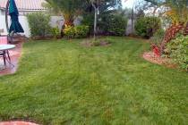 There are basically two types of lawns that determine when to plant: cool-season lawns, mostly ...