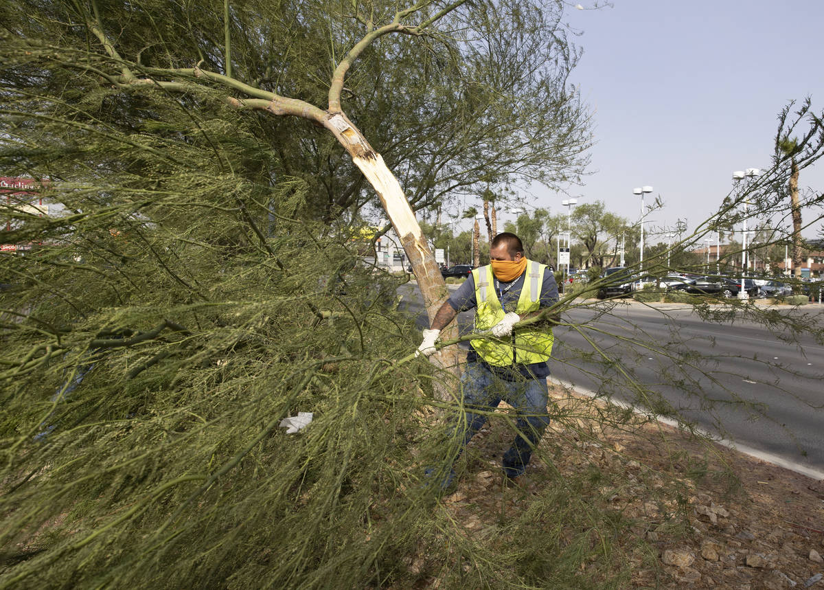 A Las Vegas city worker removes tree branches broken by strong wind on Sahara Avenue, near Jone ...