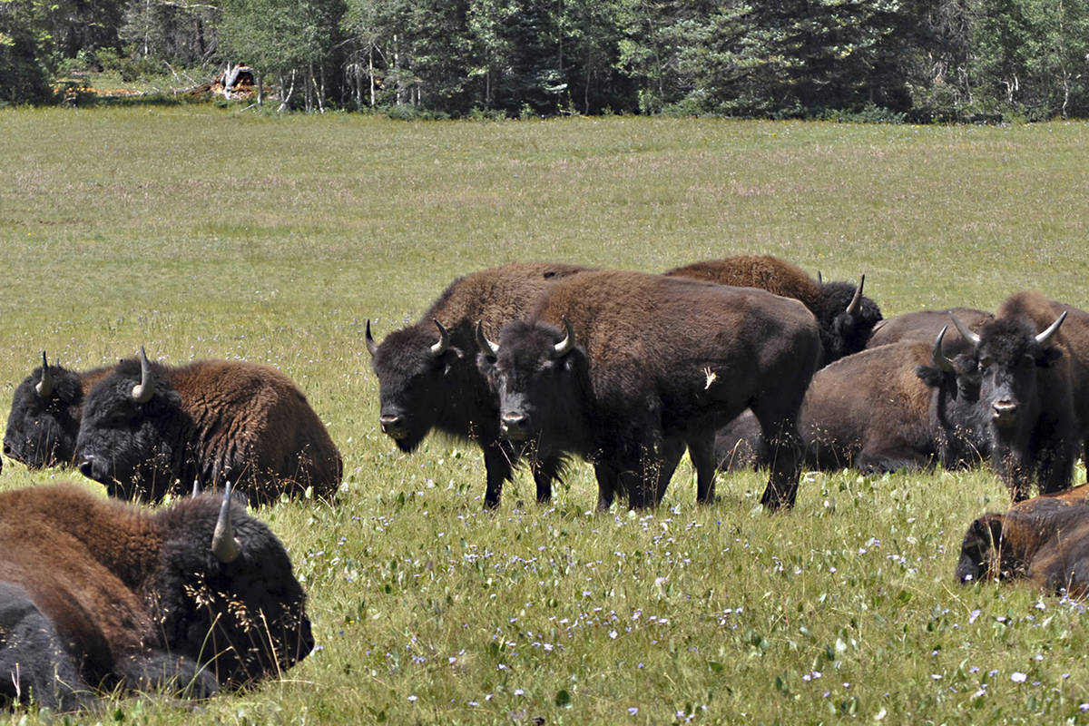 In this Aug. 26, 2010, file photo provided by the Kaibab National Forest, bison in the national ...