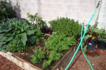 Carrots and most other root crops are usually not planted as transplants but planted directly i ...