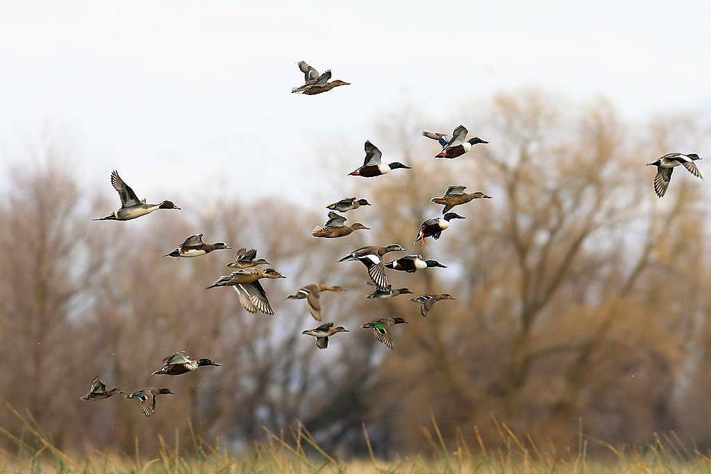 A mixed bag of ducks takes flight at one of Americas national wildlife refuges. Nevada&#1 ...
