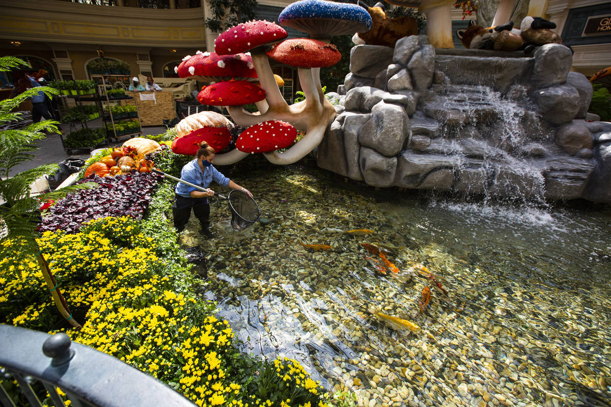 Engineer Rachel Hughes returns koi fish to the pond for the "Into the Woods" fall display at th ...