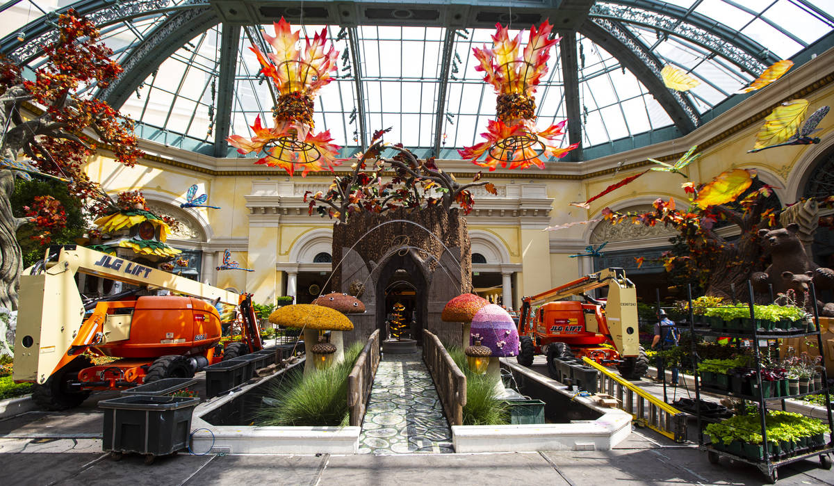Contruction and preparation continues for the "Into the Woods" fall display at the Bellagio Con ...