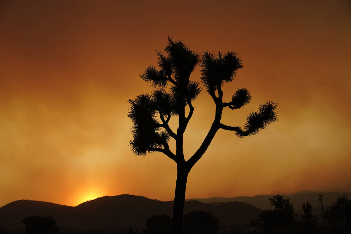 A Joshua tree is silhouetted in front of the Bobcat Fire at sunset Saturday, Sept. 19, 2020, in ...