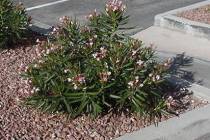 If your oleanders are getting too large, prune them within 4 to 6 inches of the ground during t ...