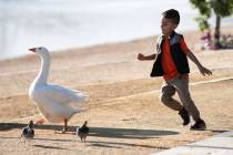 Jose Angel, 4, chases a goose as he plays during a cool morning at Sunset Park pond on Thursday ...