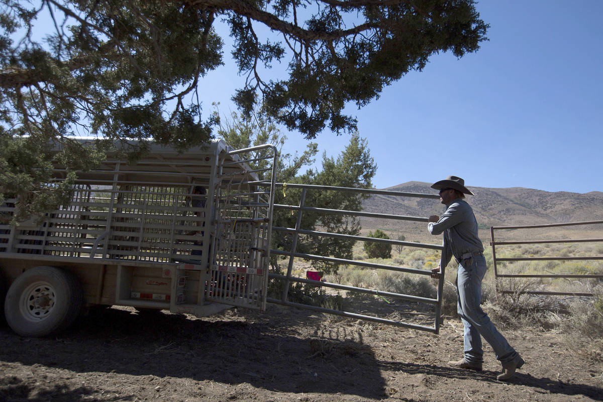 Wild Horse and Burro Specialist Ben Noyes loads the wild horse trap into a trailer during the D ...