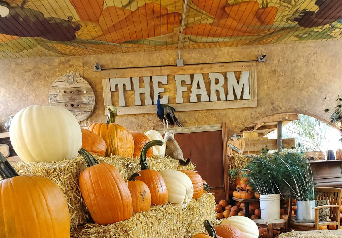 Pumpkins at the Las Vegas Farm (courtesy of Sharon Linsenbardt)