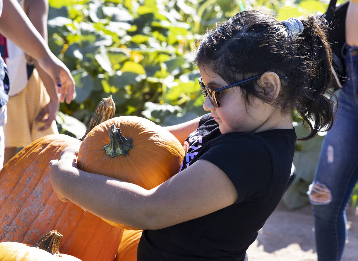 June Ampuero, 5, carries a pumpkin she picked at Gilcrease Orchard, on Tuesday, Sept. 29, 2020, ...