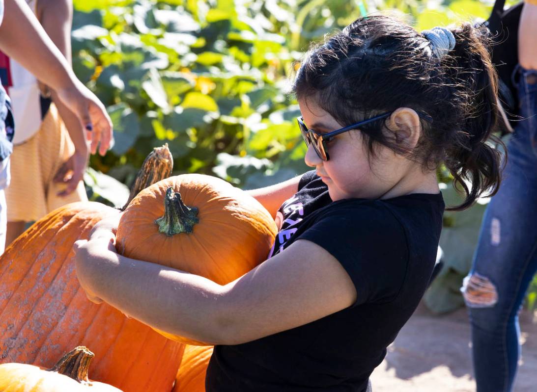 June Ampuero, 5, carries a pumpkin she picked at Gilcrease Orchard, on Tuesday, Sept. 29, 2020, ...