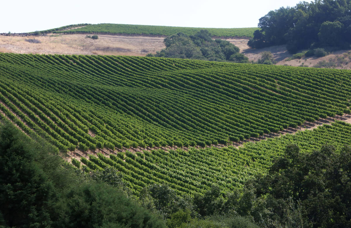 Chalk Hill Estate Vineyards, owned by the Vegas Golden Knights owner Bill Foley, in Healdsburg, ...