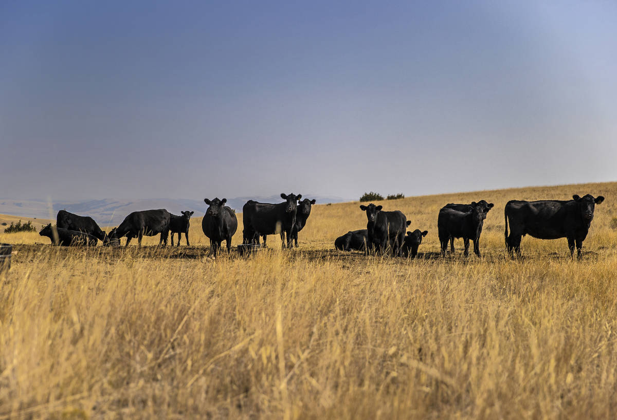 Cattle graze on some of the 30,000 acres at Rock Creek Cattle Company on Friday, Oct. 9, 2020, ...