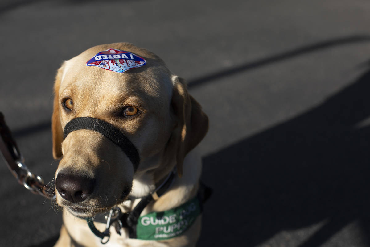 Lombard, a guide dog for the blind in training, accompanied his owner Jeanne Brooks to the earl ...