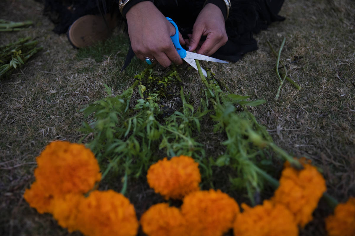 Ingrid ollintzihuatl Moctezuma cuts marigolds for an ofrenda at a Día de los Muertos event ...