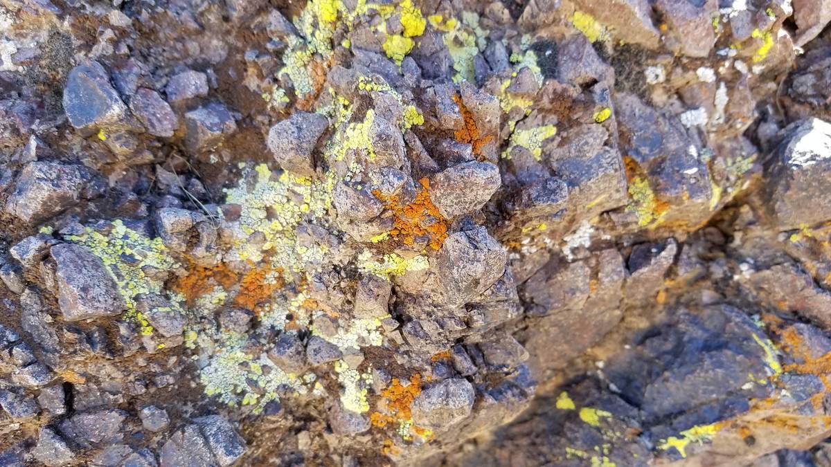 Lichen is visible on the rocks along the trail. (Natalie Burt/Las Vegas Review-Journal)