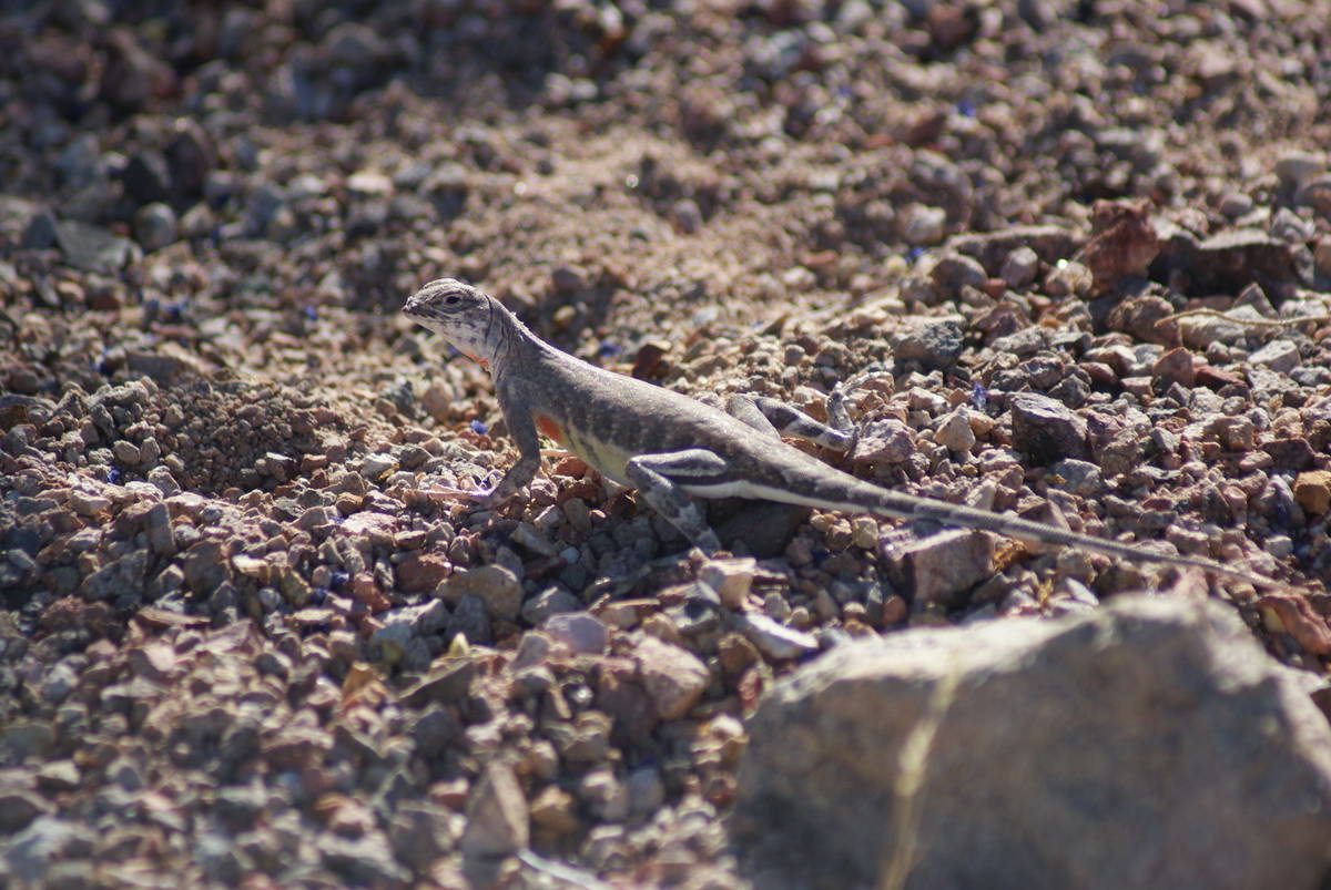 Zebra-tailed lizards run along the River Mountain Hiking Trail. (Natalie Burt/Las Vegas Review- ...