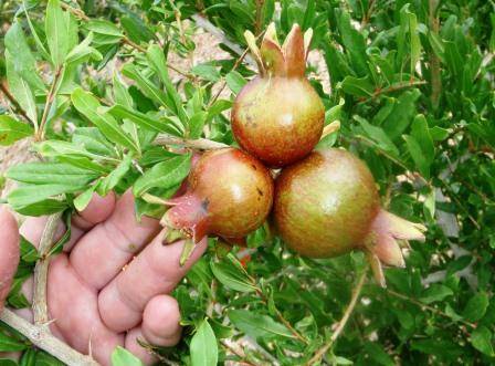 For bigger pomegranates, focus on pruning, a fertilizer application and water. (Bob Morris)