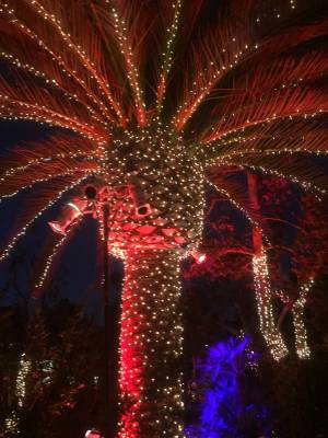 Lights wrap this palm tree to the fronds. (LVChristmaslights.com)