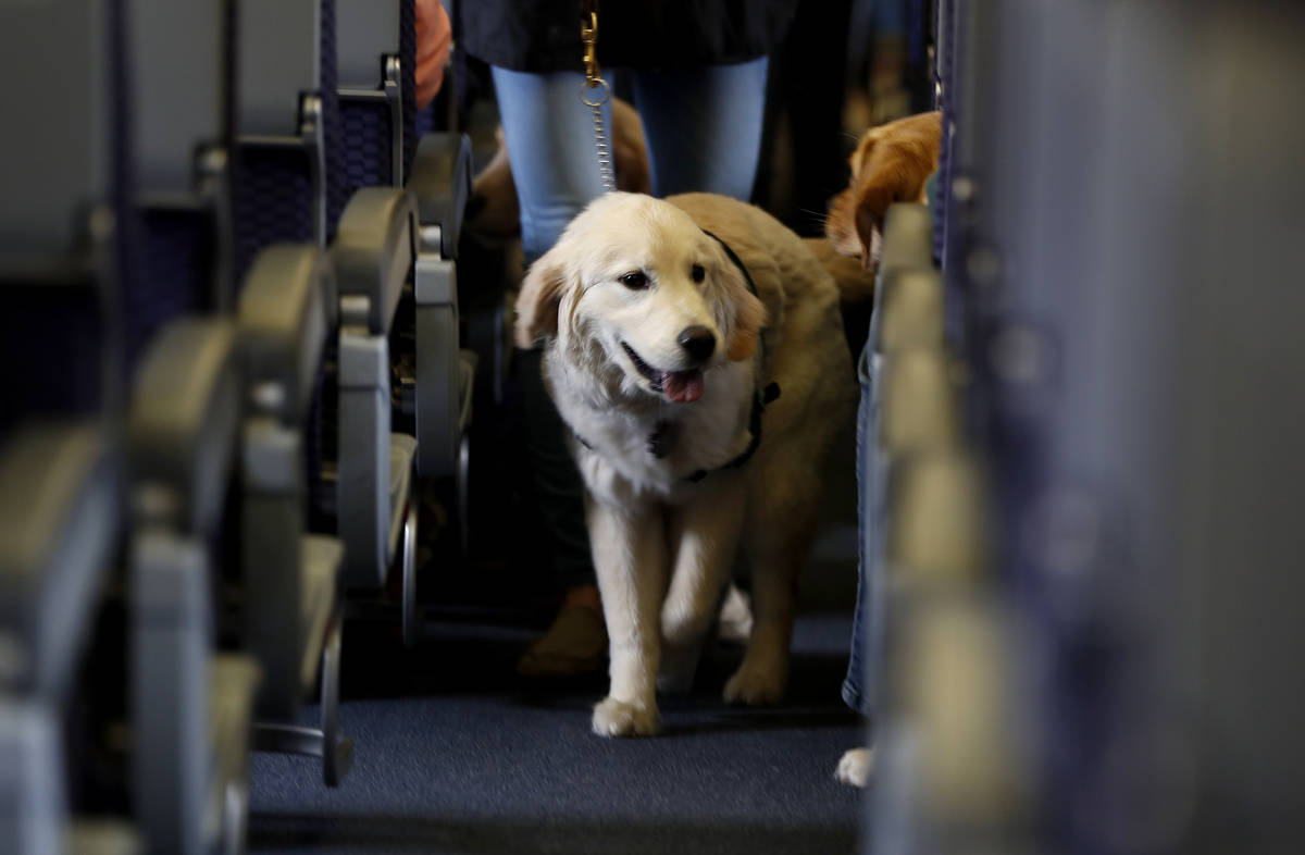 FILE - In this April 1, 2017 file photo, a service dog strolls through the isle inside a United ...