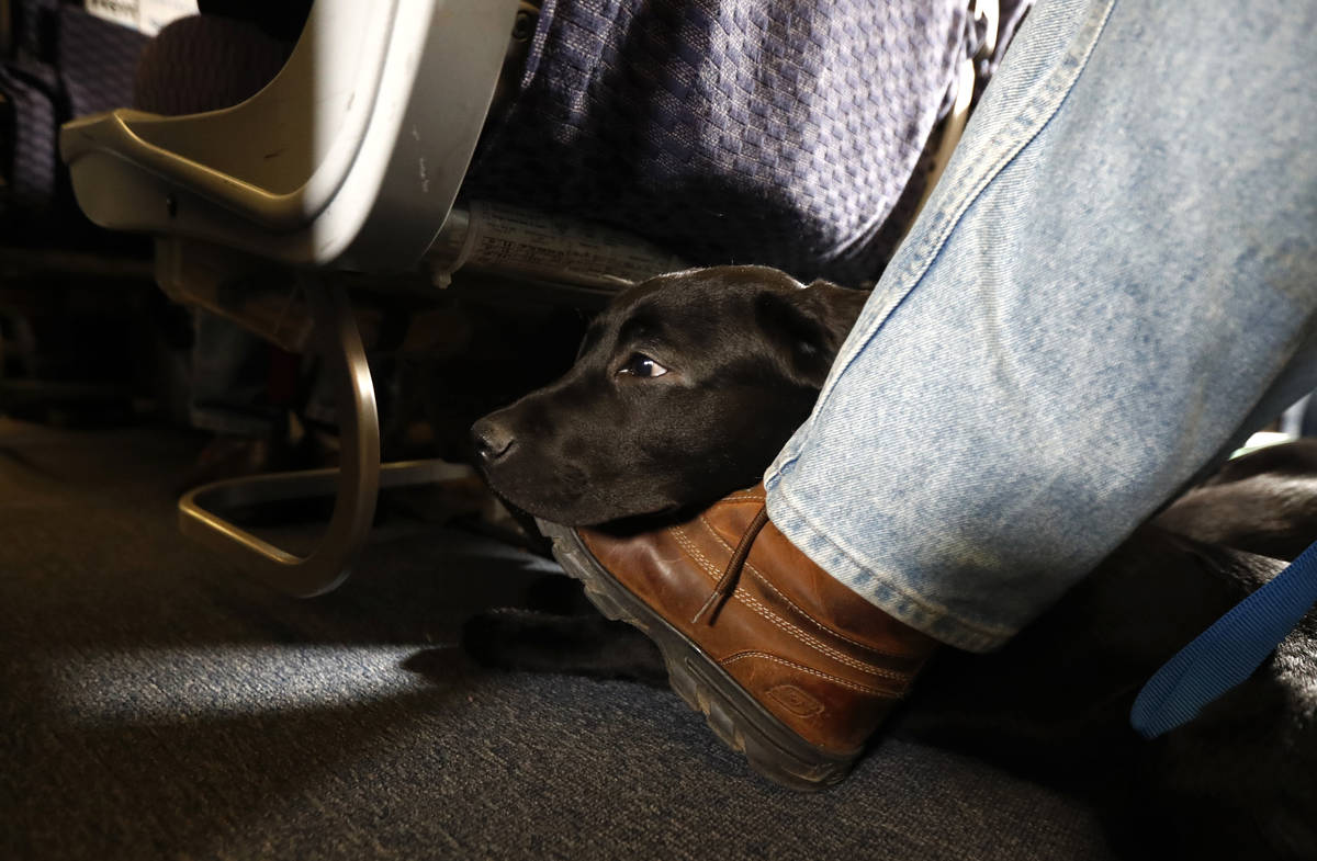 FILE - In this April 1, 2017, file photo, a service dog named Orlando rests on the foot of its ...