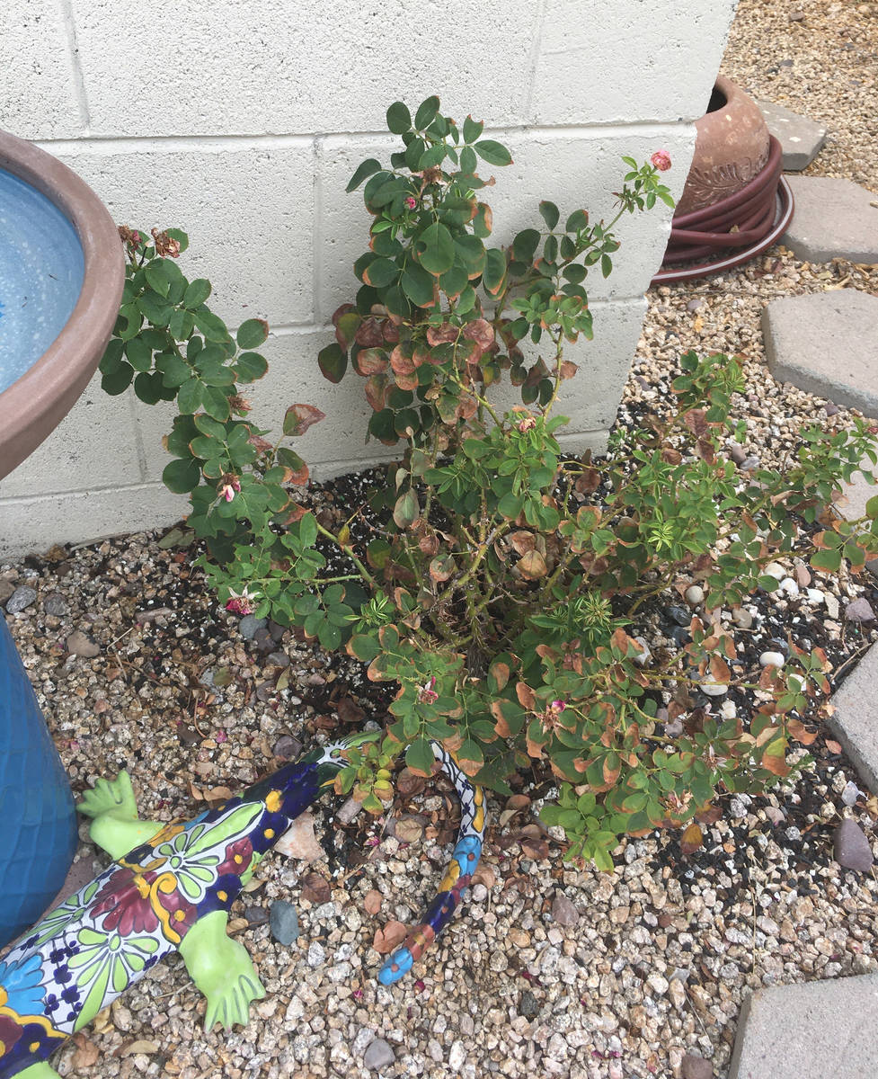 Roses don’t like rocky soils in the long run, but rock works if roses are kept healthy. (Bob ...