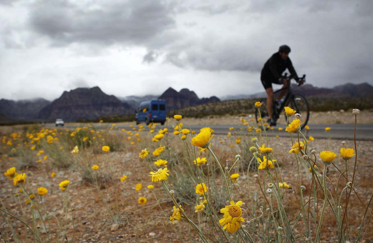 A cyclist rides past spring wildflowers on state Route 159 in Red Rock Canyon National Conserva ...