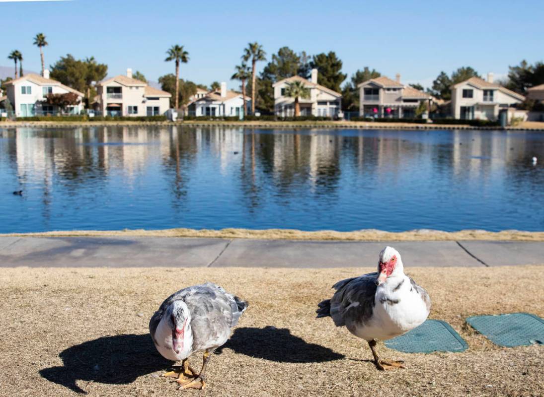 Ducks walk along Lake Jacqueline where a woman's body was found floating at Regatta and Mariner ...