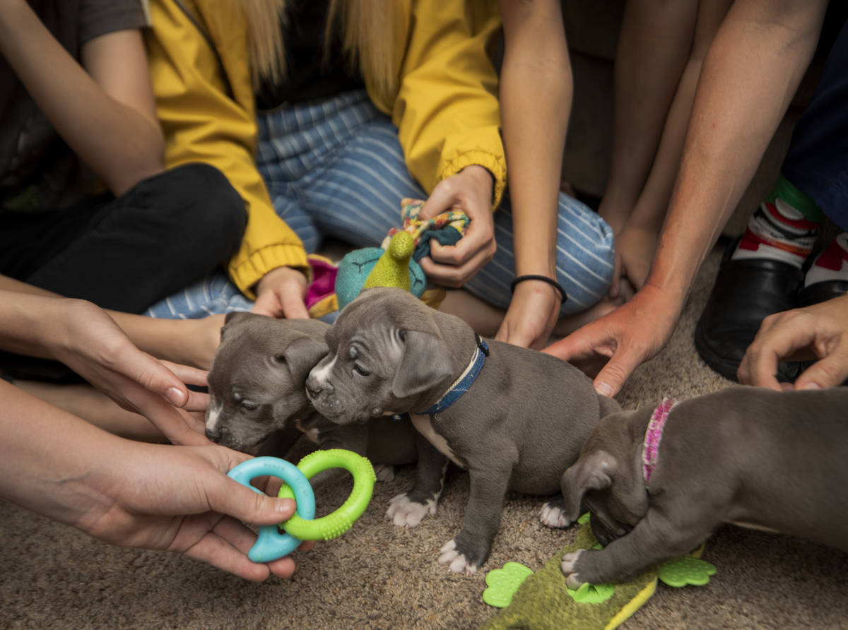 The Neibaur family plays with their 6-week foster puppies through the Animal Foundation, at the ...
