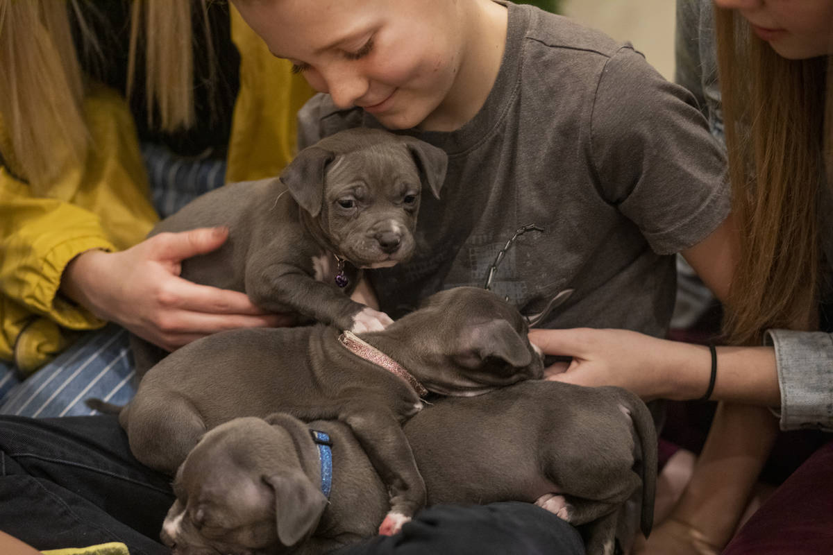 Caleb Neibaur, 9, holds 6-week old foster puppies with his siblings, through the Animal Foundat ...