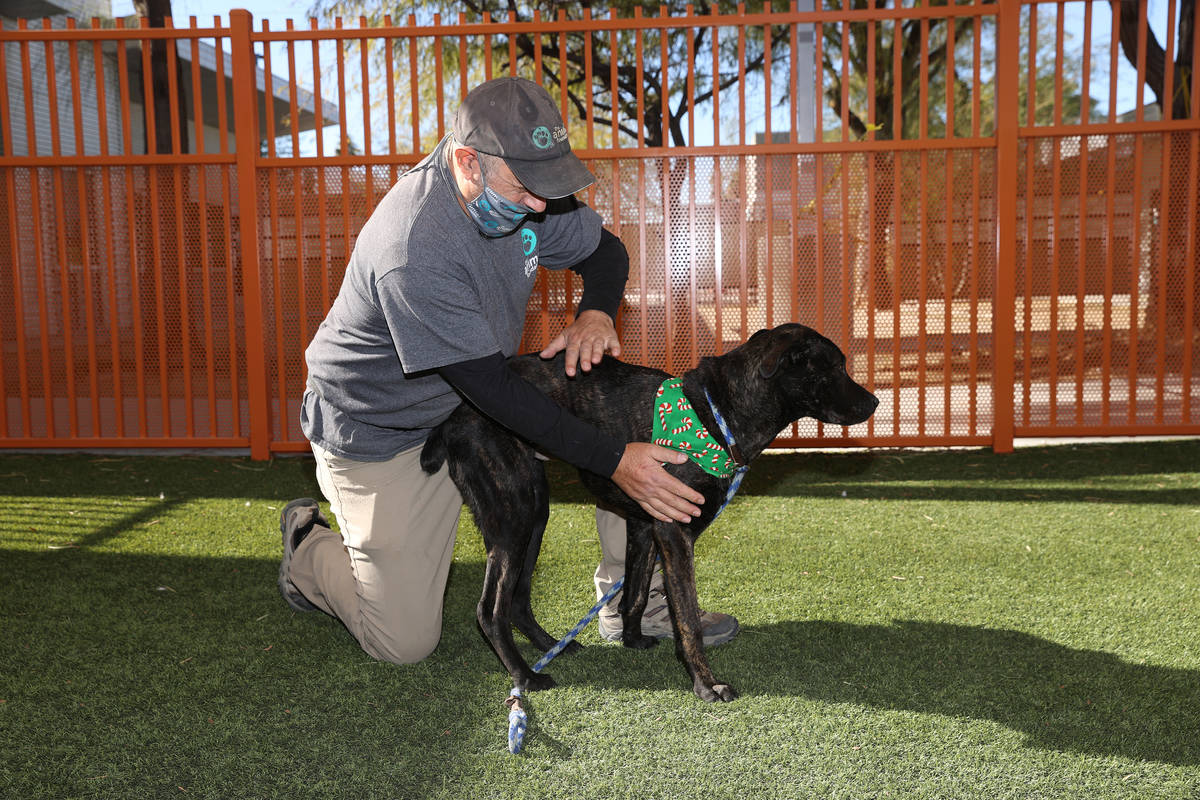 Quality of life specialist Ron Rigler plays with Denim, who is available for fostering, at the ...