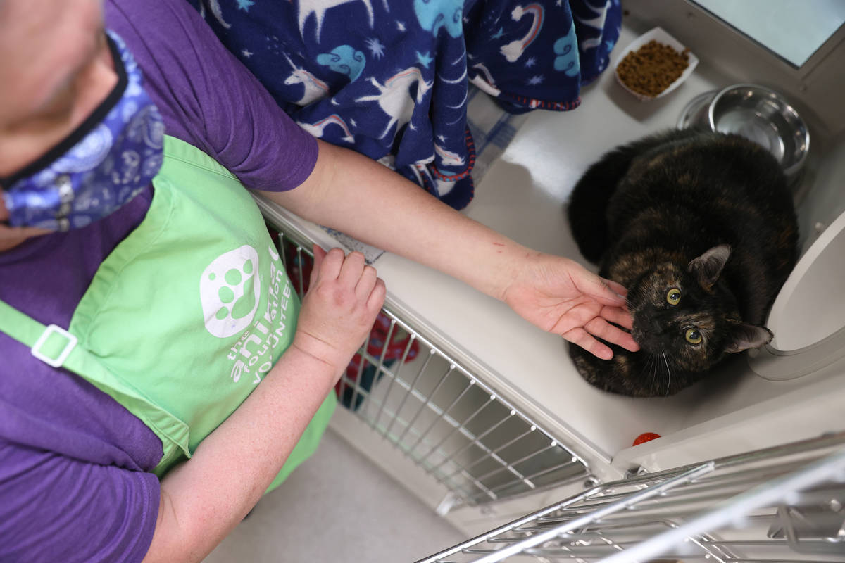 Georganne Wilson shows a cat available for fostering at The Animal Foundation in Las Vegas, on ...
