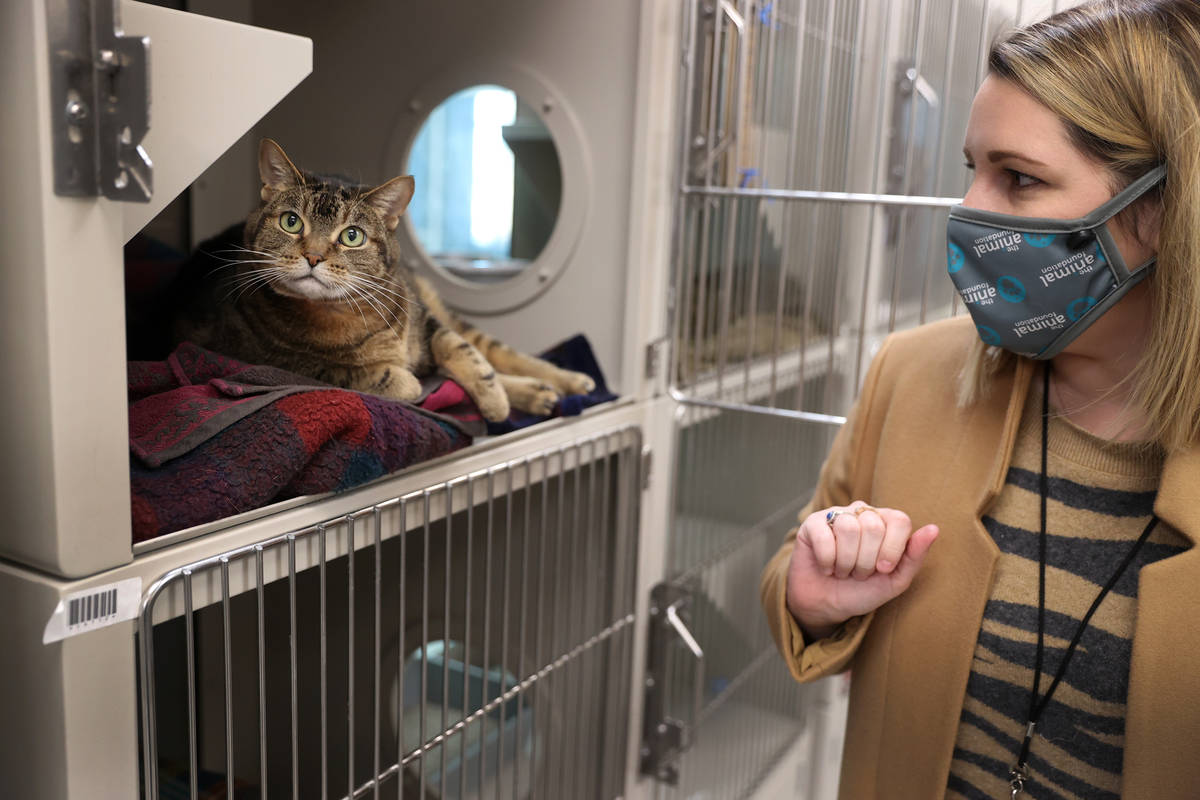Marketing manager Allison Mattern shows a cat who is available for fostering at The Animal Foun ...