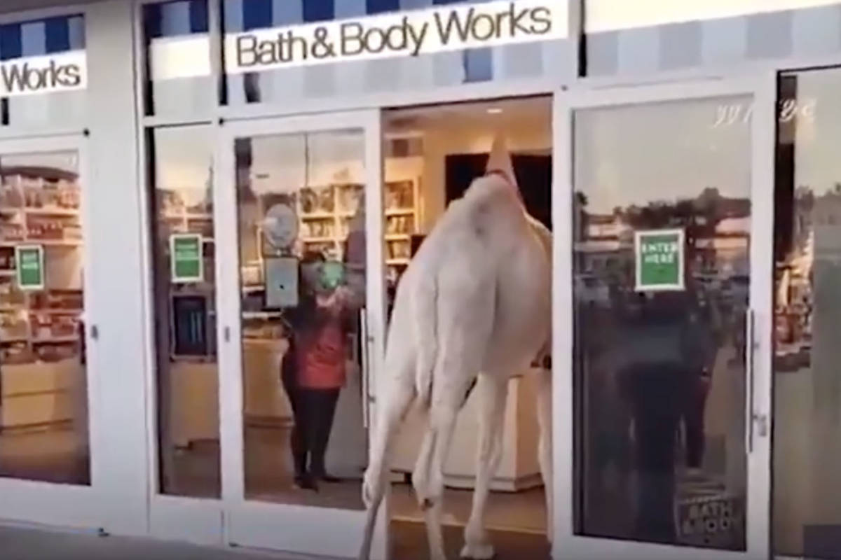 A camel and its owner were spotted shopping at a Bath and Body Works store in Henderson. (Twitter)