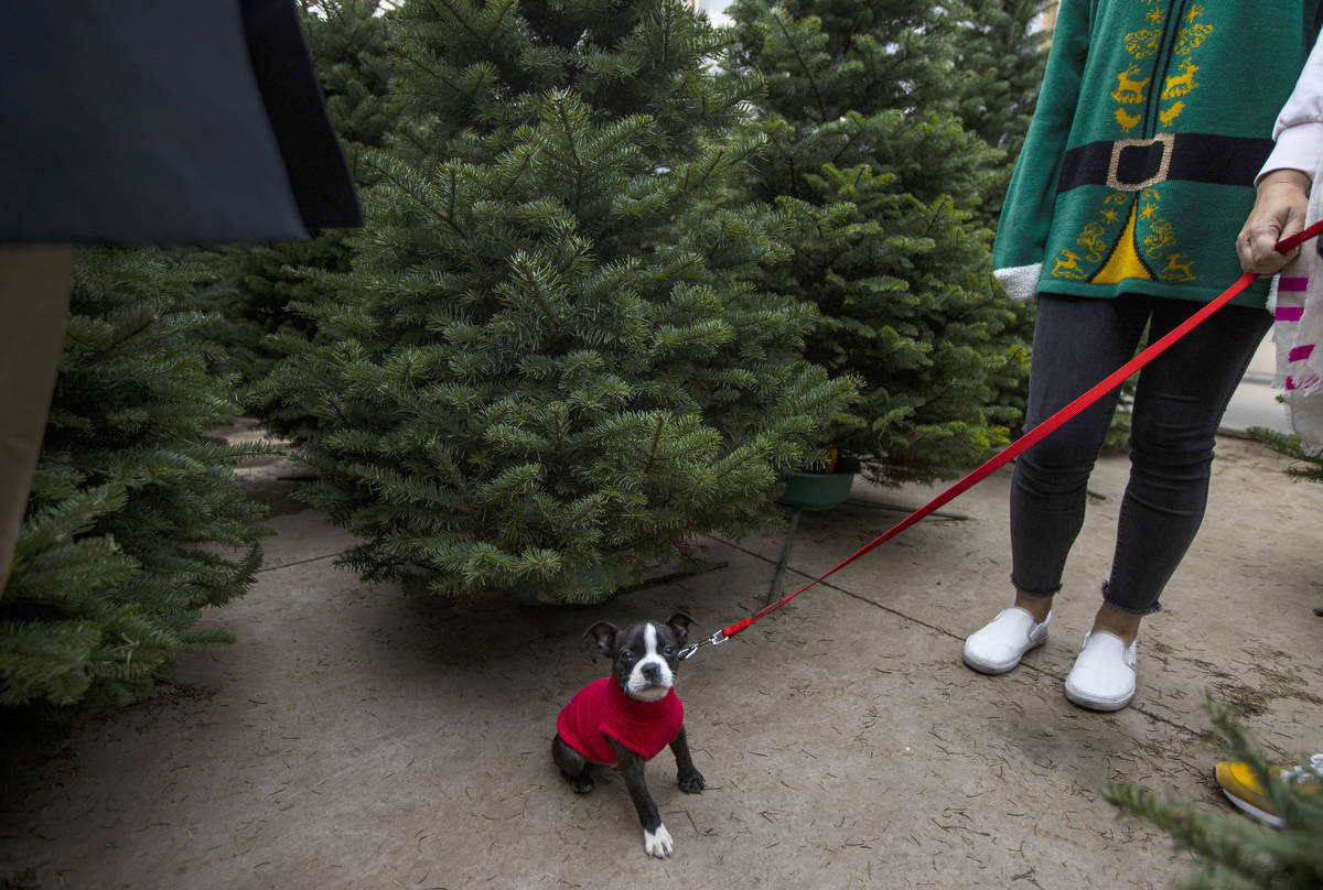 Ollie, a 10-week-old Boston Terrier, looks around at Christmas trees at Star Nursery in Las Veg ...