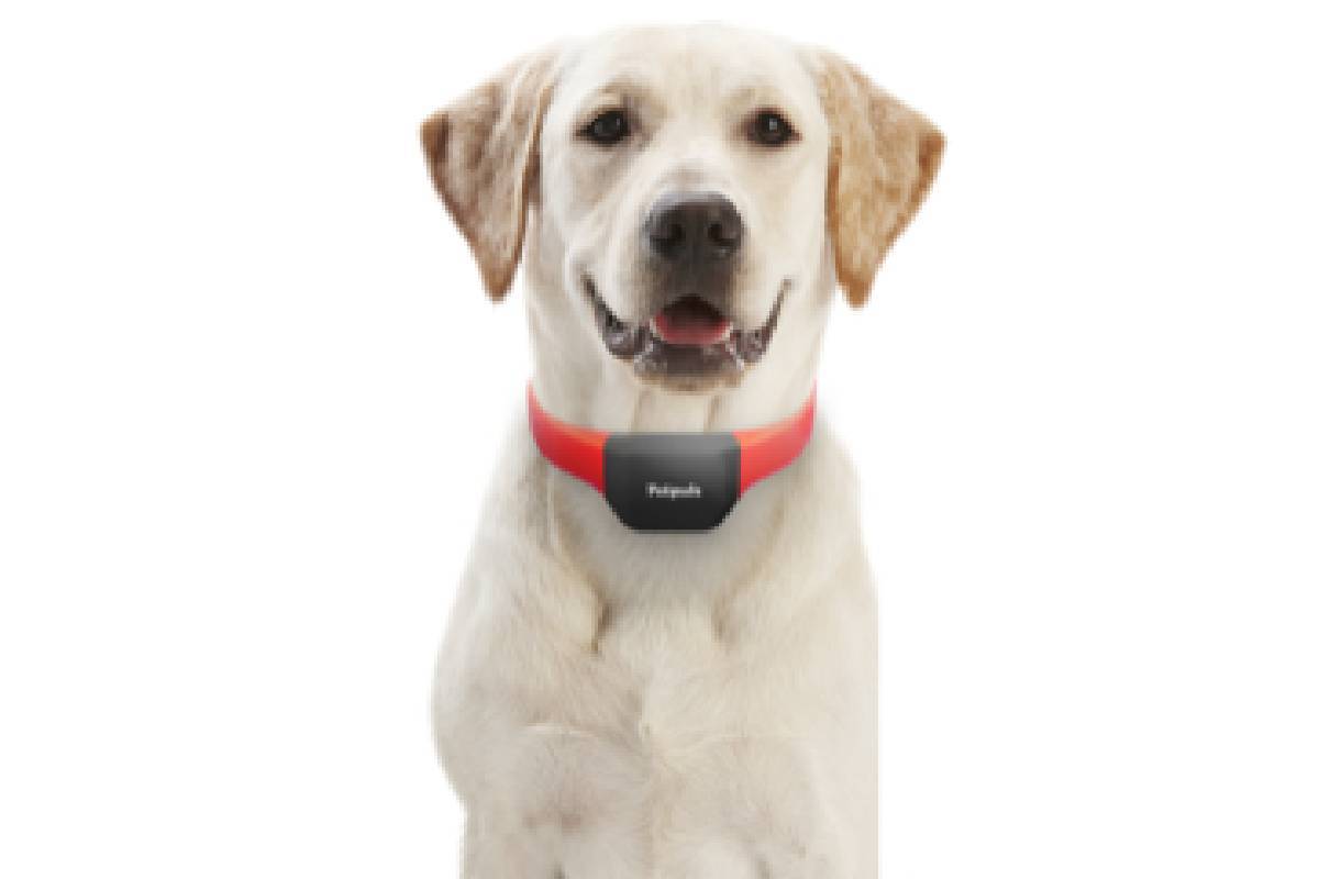 The Petpuls AI-powered dog collar has voice recognition technology and works as an activity and ...