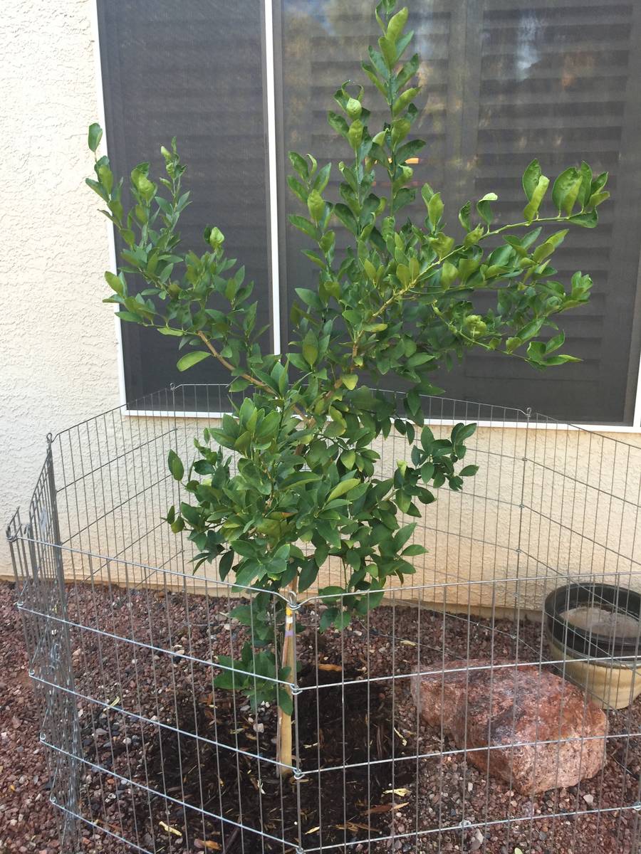 Tender citrus trees that are not native to the desert Southwest, may have trouble growing here. ...