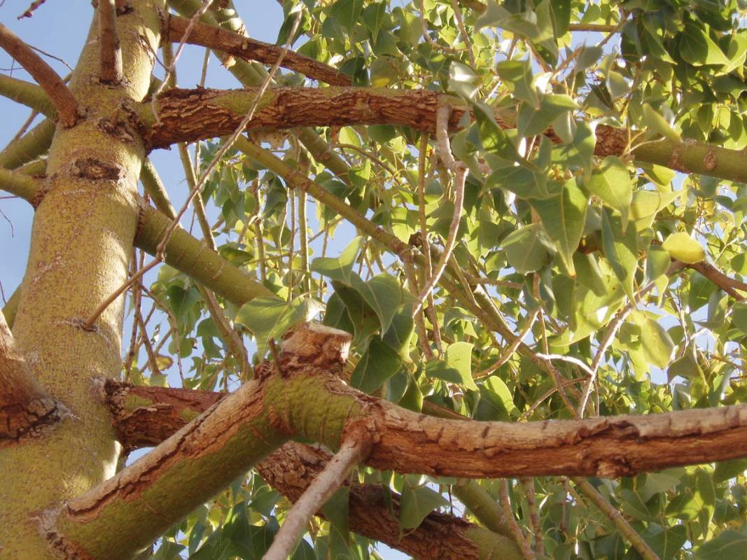 Bottle trees are highly susceptible to sunburn. (Bob Morris)