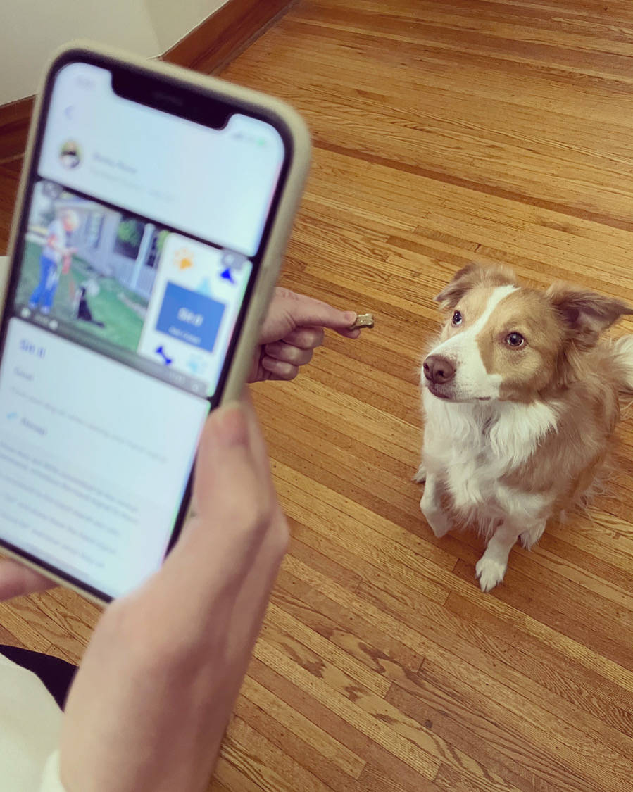 Sniffy Labs will offer dog training videos on your phone. (Sniffy Labs)