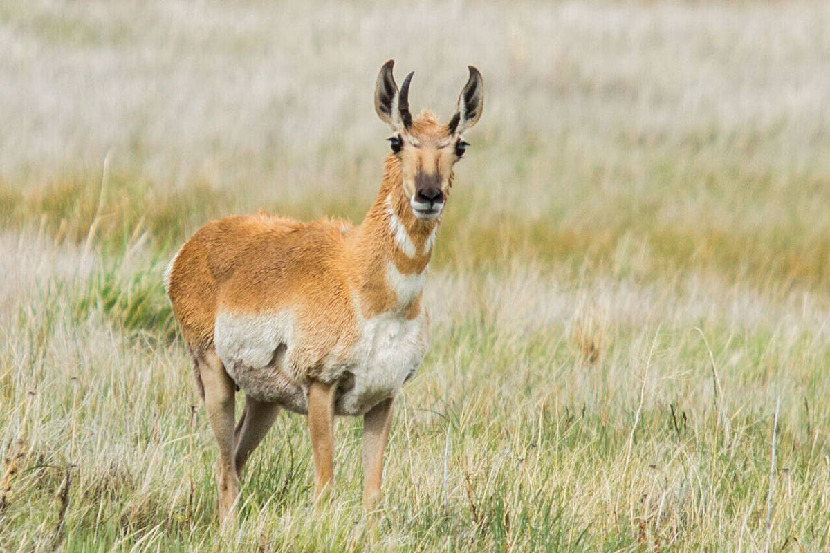 A pronghorn antelope photographed in the Oasis Valley on Aug. 3, 2017. Simon WIlilams The Natur ...