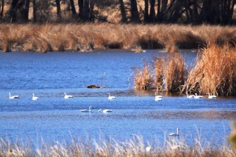 About 130 tundra swans are making Pahranagat Valley their temporary home this winter. (Natalie ...