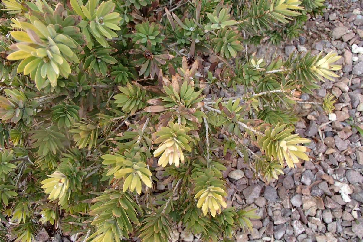 This dwarf bottlebrush is yellowing because of a lack of available iron and cold damage to the ...
