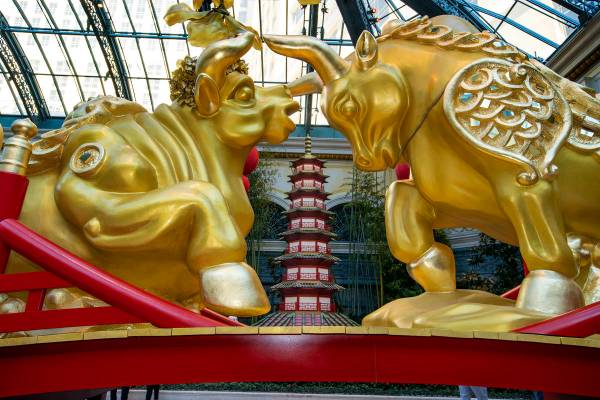 A golden ox couple looks at each other lovingly as the Bellagio Conservatory & Botanical Garden ...