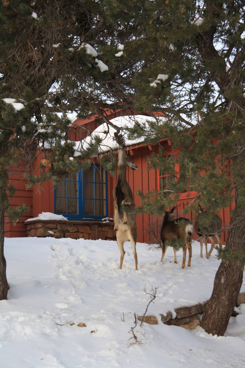 A doe stands on its hind legs to reach some greenery behind a cabin at Bright Angel Lodge. (Deb ...