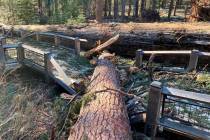 A boardwalk in the Mariposa Grove in Yosemite National Park was damaged by a fallen ponderosa p ...