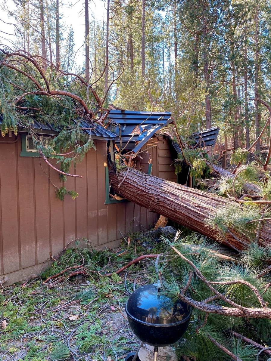 An incense-cedar that fell through a house in Wawona during the Mono wind event on Tuesday, Jan ...