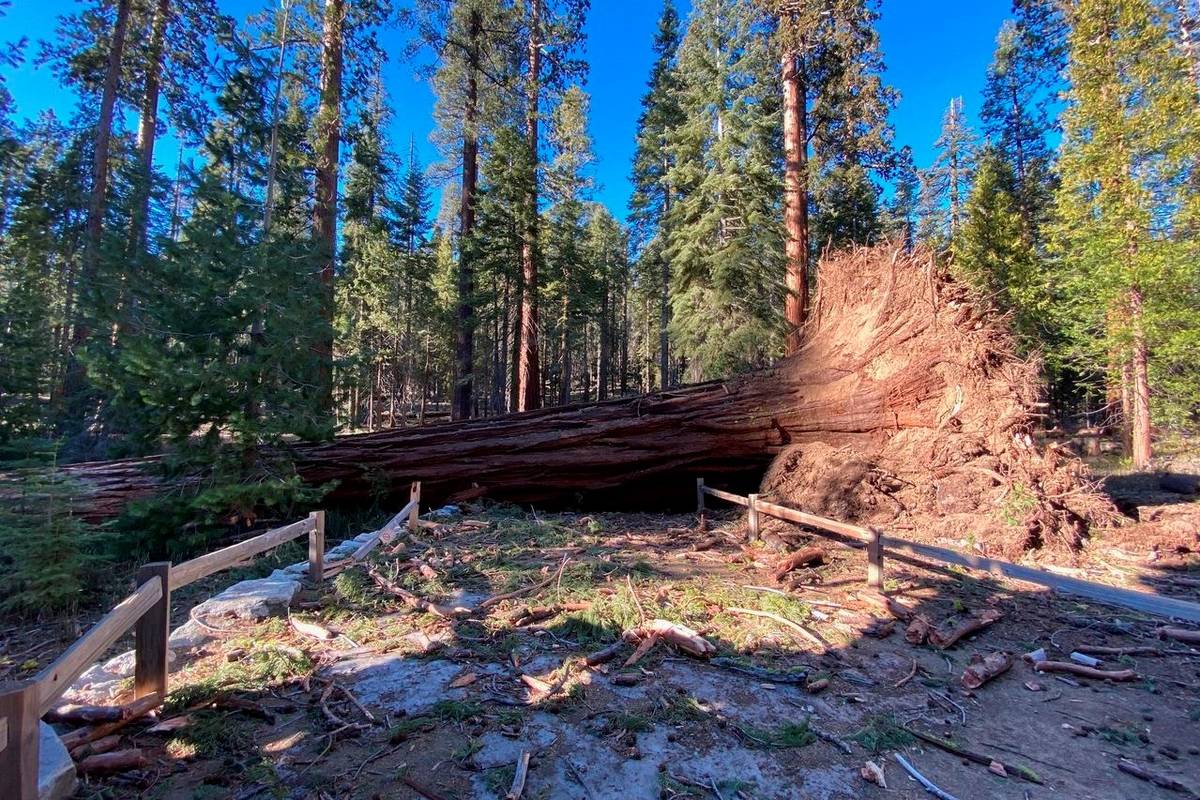 A fallen giant sequoia came down during the Mono wind event on Tuesday, Jan. 19, 2021 in Yosemi ...
