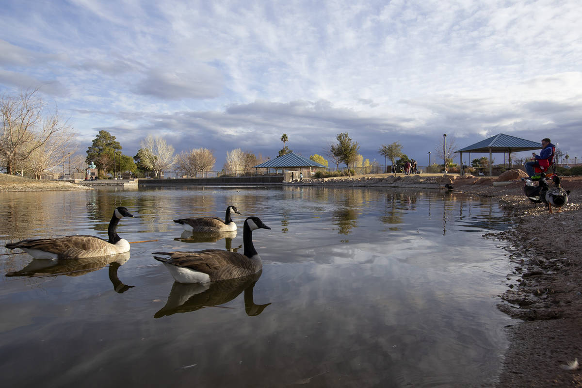 Geese swim at Lorenzi Park on Saturday, Jan. 23, 2021, in Las Vegas. (Ellen Schmidt/Las Vegas R ...