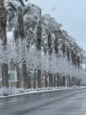 Snow covers trees along Pavilion Center Drive in the Summerlin neighborhood early in the mornin ...