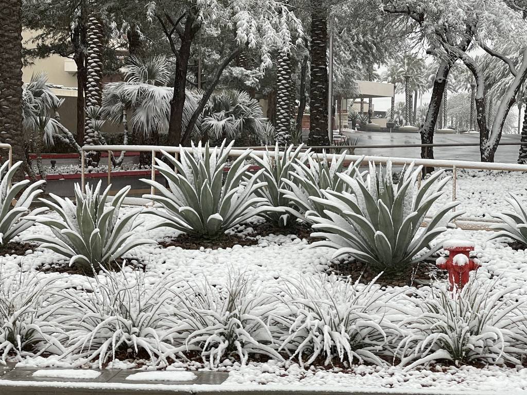 Snow covers plants along Pavilion Center Drive in the Summerlin neighborhood early in the morni ...